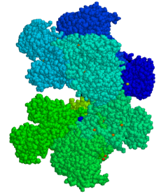 Glucose-6-Phosphate Dehydrogenase