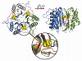 2-aminomuconate deaminase