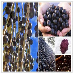 Acai Berry Extract