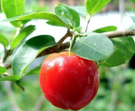 Acerola Cherry Extract