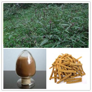 Achyranthes Bidentata Extract