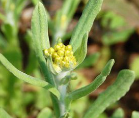 Affine Cudweed Extract