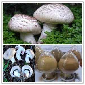 Agaricus Bisporus Extract