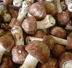 Agaricus Blazei Extract