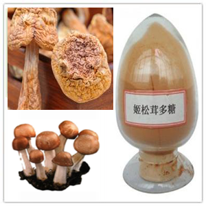 Agaricus Blazei Murill Extract