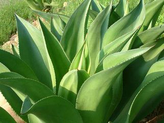 Agave Leaf Extract