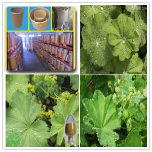 Alchemilla vulgaris Extract