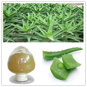 Aloe Vera Extract