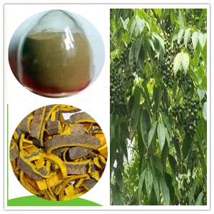 Amur Cork tree Bark Extract