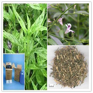 Andrographis Paniculata Extract