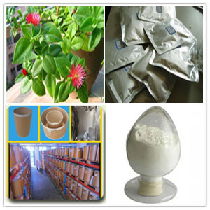 Andrographis extract powder Andrographolides