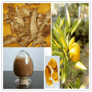 Anemarrhena Rhizome Extract