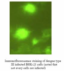 Anti-Dengue Antibody