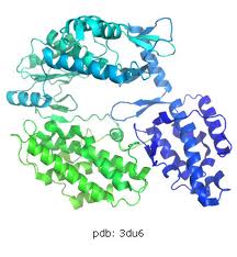 Anti-TERT(Telomerase reverse transcriptase)