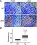 Anti-human CD21 APC-conjugated