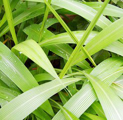 Antioxidant of Bamboo Leaves