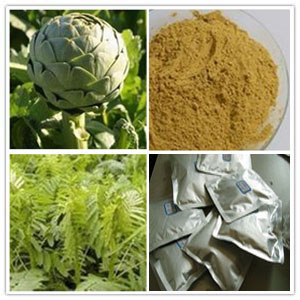 Artichoke extract (Cynara scolymus extract)