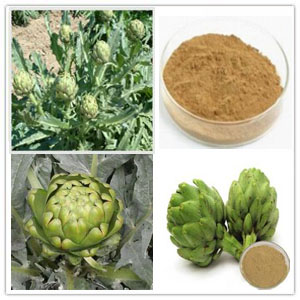 Artichoke leaf extract