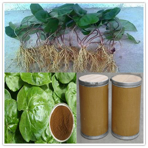 Asarum Extract