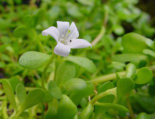 Bacopa Monnieri Extract