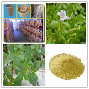 Bacopa monniera extract