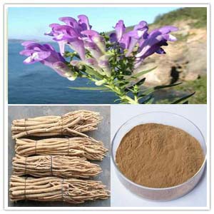 Baical Skullcap Root extract( Scutellaria Baicalensis Extract)