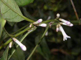 Barberry extract