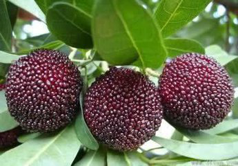 Bayberry Extract