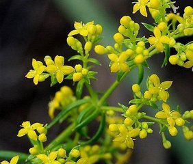 Bedstraw Extract