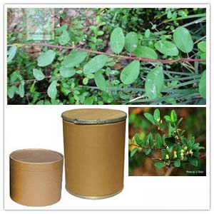 Berchemia lineata Extract