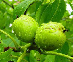 Black Walnut Extract