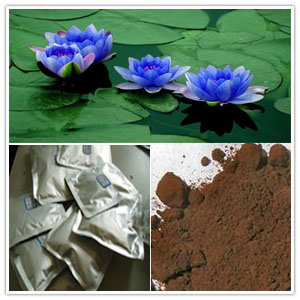 Blue Lotus Extract