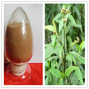 Boneset Herb Extract