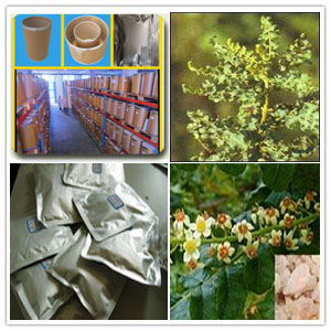 Boswellia Sorrata Extract