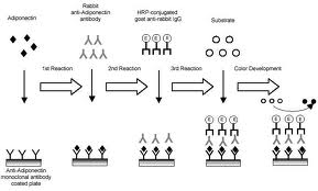 Bovine Adiponectin ELISA kits