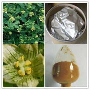 Bryonia dioica extract