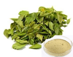 Buchu Leaf Extract