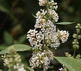 Buddleja officinalis extract