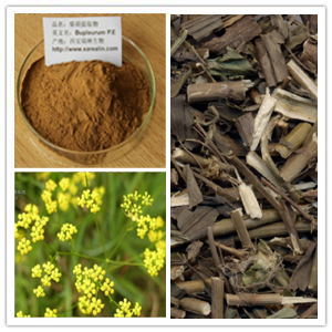 Bupleurum Extract Powder