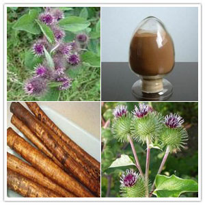 Burdock extract