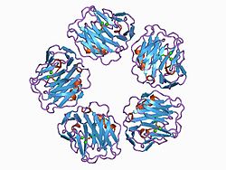 C- Reactive Protein