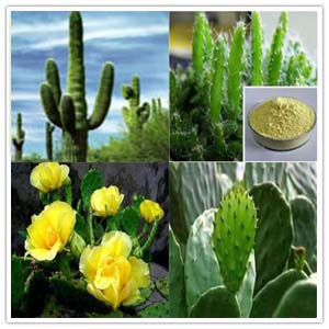 Cactus Extract