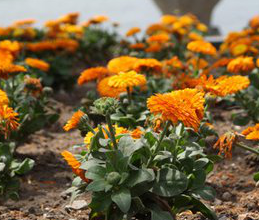 Calendula Officinalis Extract