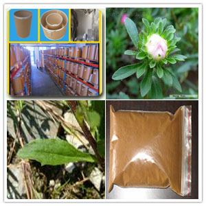 Callistephus Chinensis Leaf Extract