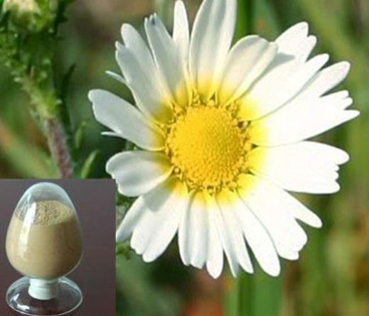 Camomile Extract