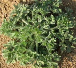 Capillary Wormwood Herb Extract