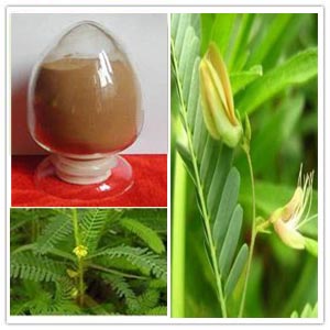 Cassia Nomame Extract