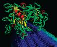 Cellulose enzymes