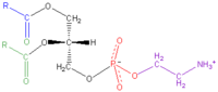 Cephalin