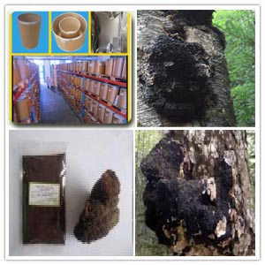 Chaga extract